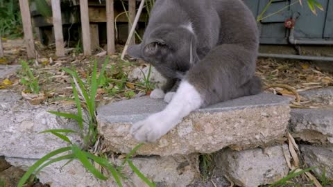 Cute gray and white cat begins grooming and licking his leg outside while sitting