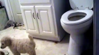 POODLE PUPS BATHROOM MAYHEM! Ring around the toilet! :)