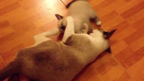 The cat tries to play with its mother
