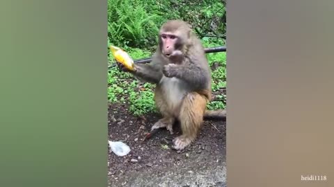 Compilation funny animals video