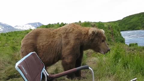 bear sits next to guy