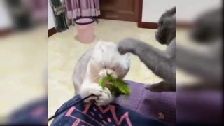 Cat Fight Very Funny