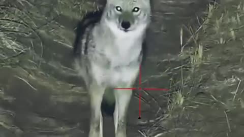 Night Predator: A Coyote Hunter's Success Story