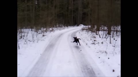 Puppy's winter fun and dangers