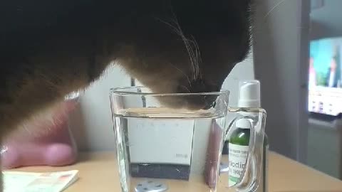 My cat is drinking my water