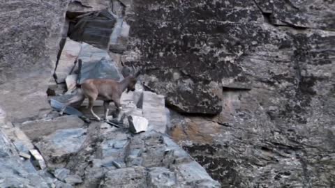 Mother Mountain Goat Protect Her Baby From Snow Leopard Hunting, Animals Hunt Fail