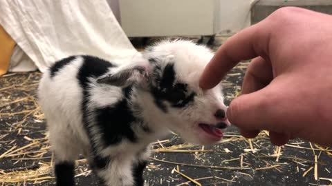 Cutest Noise and Video of Baby Goat 2022