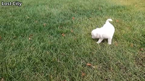 An innocent puppy once abandoned at the gate.