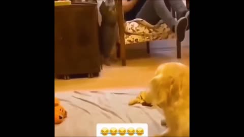 Funny Animals Compilation 🤣🤣