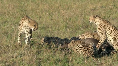 A Cheetah hunting