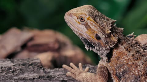 Lizard breathing slowly over a trunk at nature