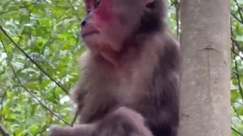 #babymonkeys #Animal #Animalht #monkeys #cocakamonkey animals #viral #monkey #cute_3