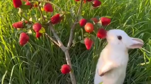 "Berrylicious Bunnies: Adorable Rabbits Enjoying Sweet Strawberry Treats"