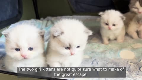 Ragdoll Kittens_ The Cutest Kitten Adventures