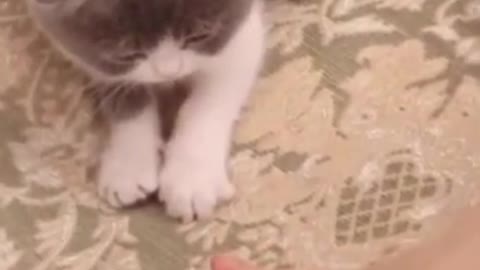 Funny cat dancing and open her fingers