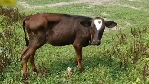 Heartbreaking Video - Cow Suffers Severe Pain and Passes Away 💔"