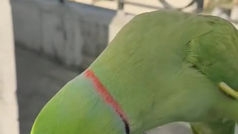😂 OMG!! 😱 Funny And Cute Parrots 💗 Try not to laugh challenge 💗 #shorts #funny #cute #parrots #pets