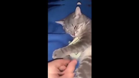 A Whisker-twitching Compilation of Cute Cats That Will Melt Your Heart