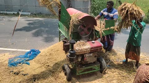 Paddy Harvesting in Bangladesh