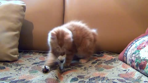 Watch how this cute cat has fun and plays