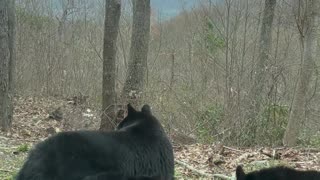 Bear Cub Tries to Open Car Door