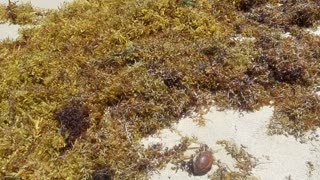 Sargassum seaweed matting on the Beach