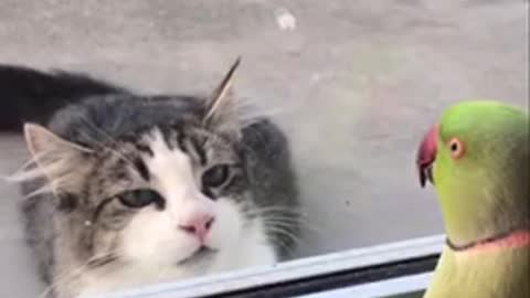 Parrot plays peekaboo with cat