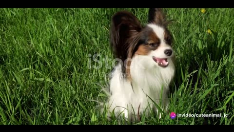 Top 10 Most Intelligent Dog Breeds