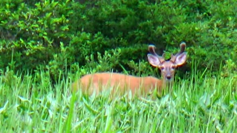 White-tailed deer