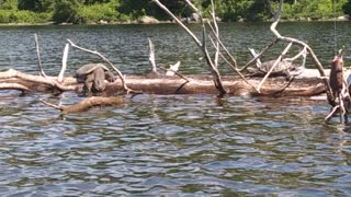 HUGE Snapping Turtles Sunning on a Log