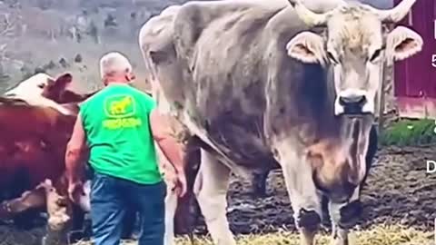 Contempt from a cow