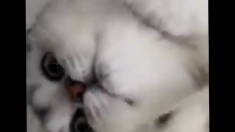 Cute cat videos 😹 funny videos 😂