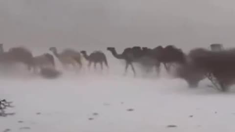Arabian Peninsula camels amidst the white snow in the Saudi Arabian desert