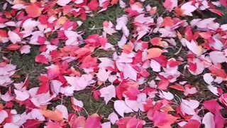 Fallen fall leaves