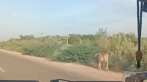 Ice raining in thar