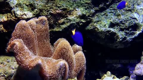 Beautiful scenery under the sea, spoil the eyes of the view today