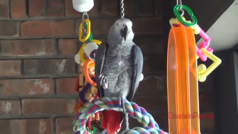 Einstein Parrot can talk better than most humansp7