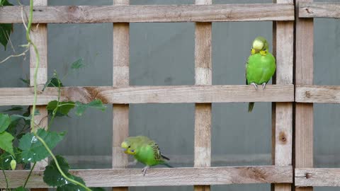 Watch the feisty budgies
