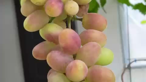 Grape Ready to harvest