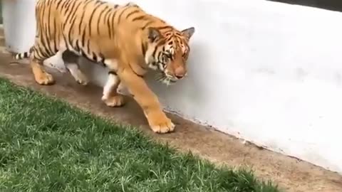 Prank a Tiger