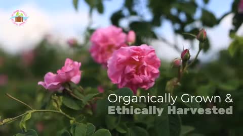 Bulgarian Rose Mist - The Organic Traveller