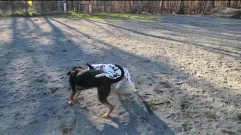 Unleashing Luna's Energy White and Black Dog Playtime Galore