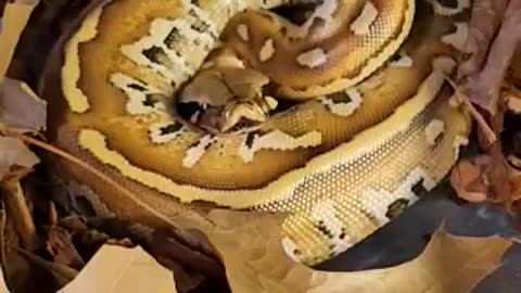 Snake Short video - albino blood python
