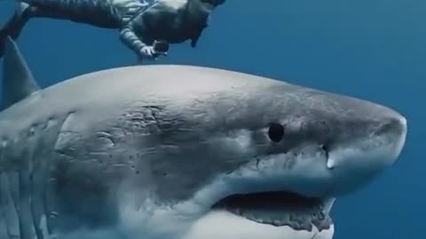 I am playing with Shark