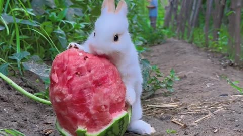 The little bunny nibbles on watermelon