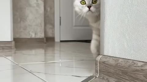 Happy cute cat video 🤩 cat video 😻 viral rumble video 💓 animal emotional