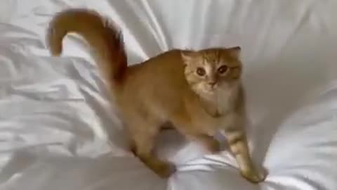 Funny cats dogs video 😻😻😹😺😺😺😻#funnyvideo #funnycats #funnymemes #funnymoment