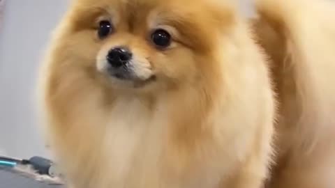 Animal Dog Video