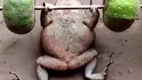 Frog Hard Gym