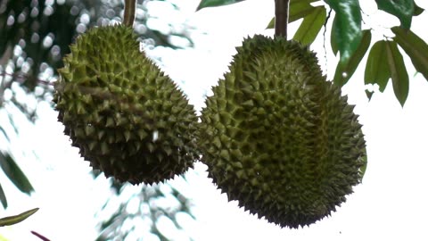 ***Durian: The King of Fruits Unveiled***